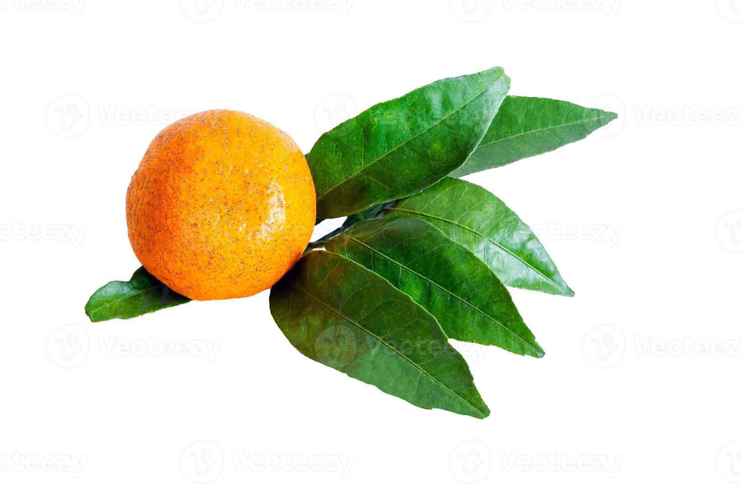 Ripe tangerine with leaves on a white background photo