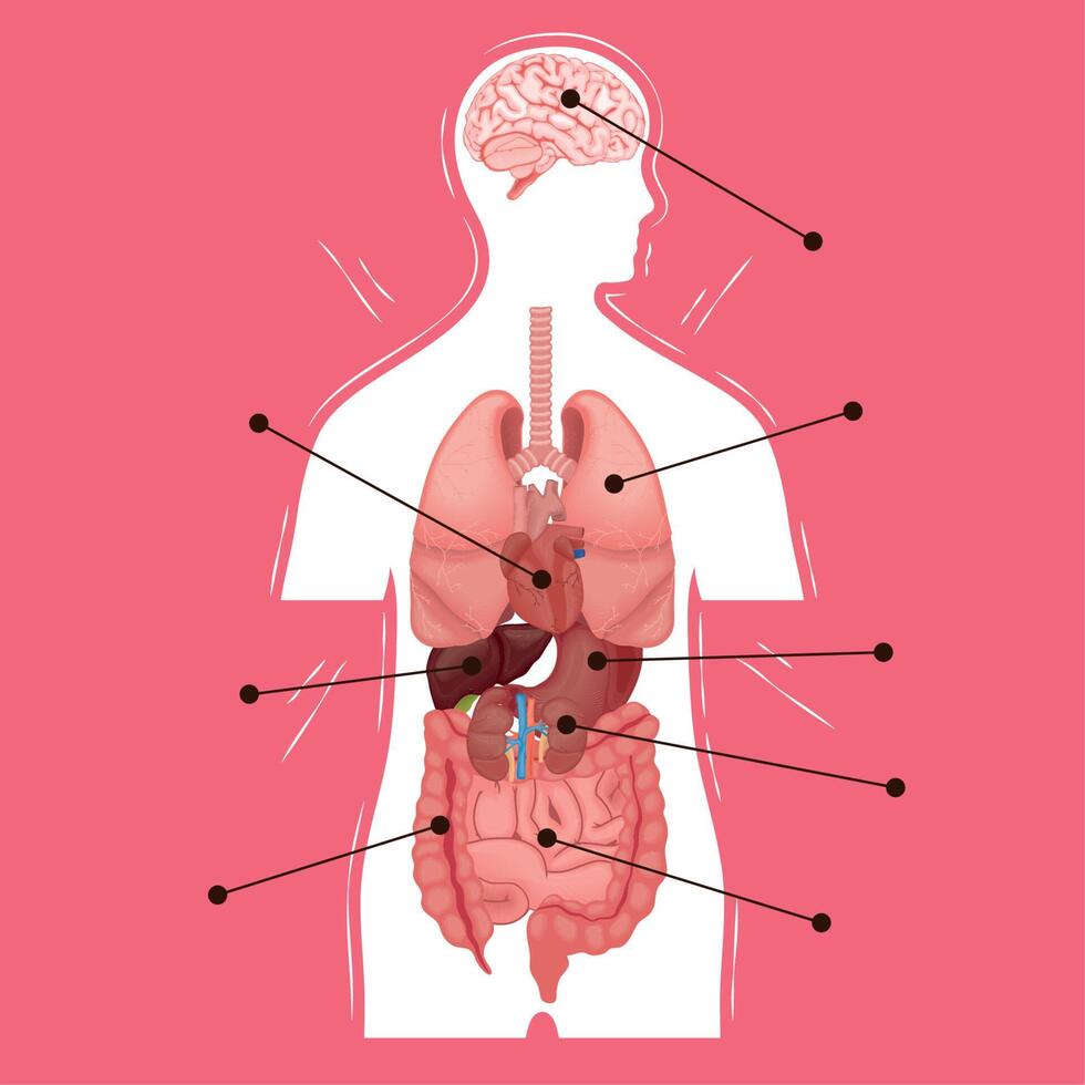 parte interna del cuerpo humano vector