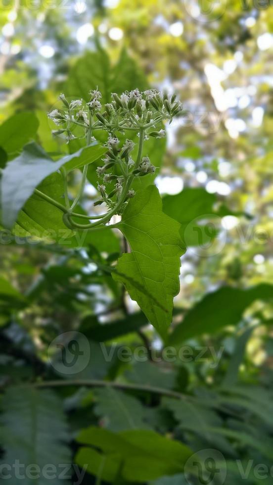 Textured leaf background. Photo of simple leaf texture in the forest.