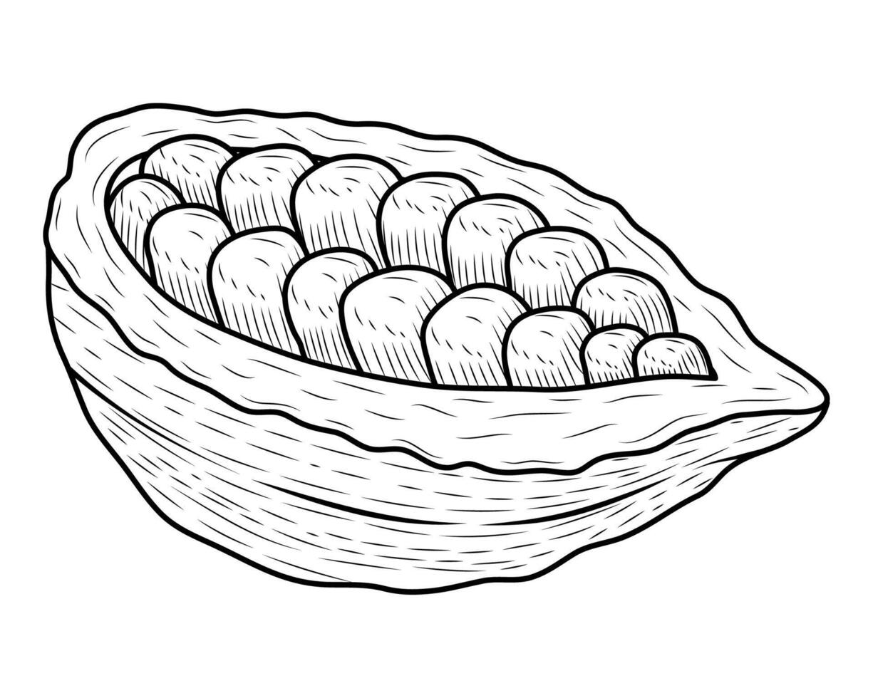 estilo de dibujo de fruta de cacao vector