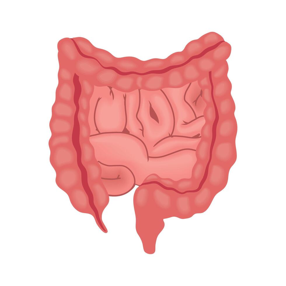 intestino parte del cuerpo humano vector