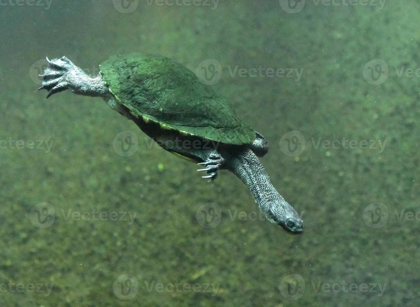 Australian Snake Neck Turtle Swimming Along Underwater photo