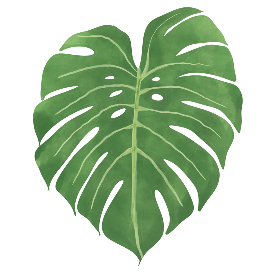 monstera leaf.topical växt. png