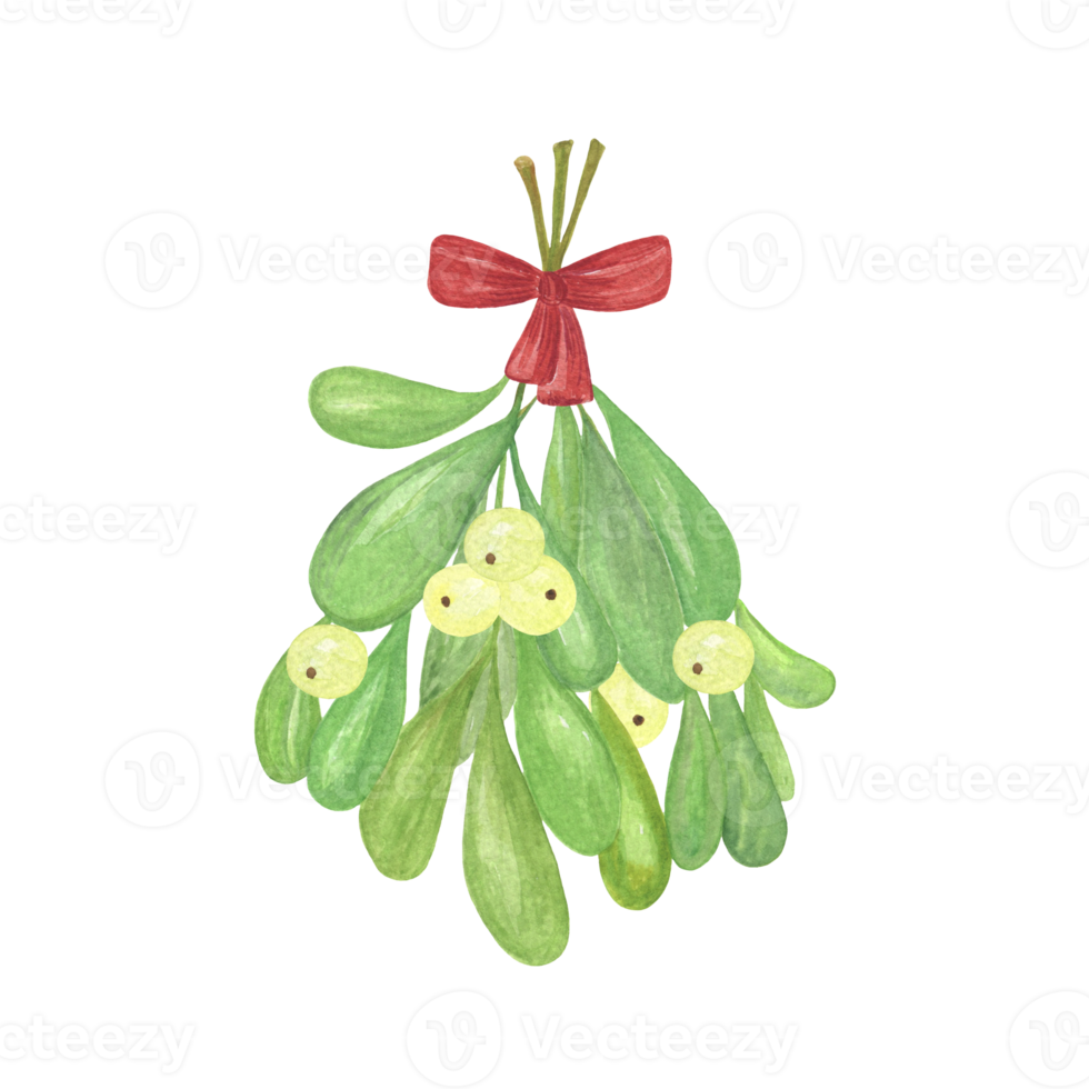 Watercolor traditional Christmas branch of mistletoe plant with a red bow, hand drawn illustration, Merry Christmas and Happy New Year image png