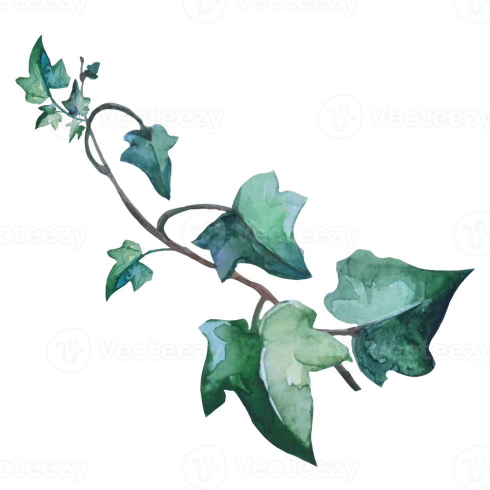 plant ivy watercolor png