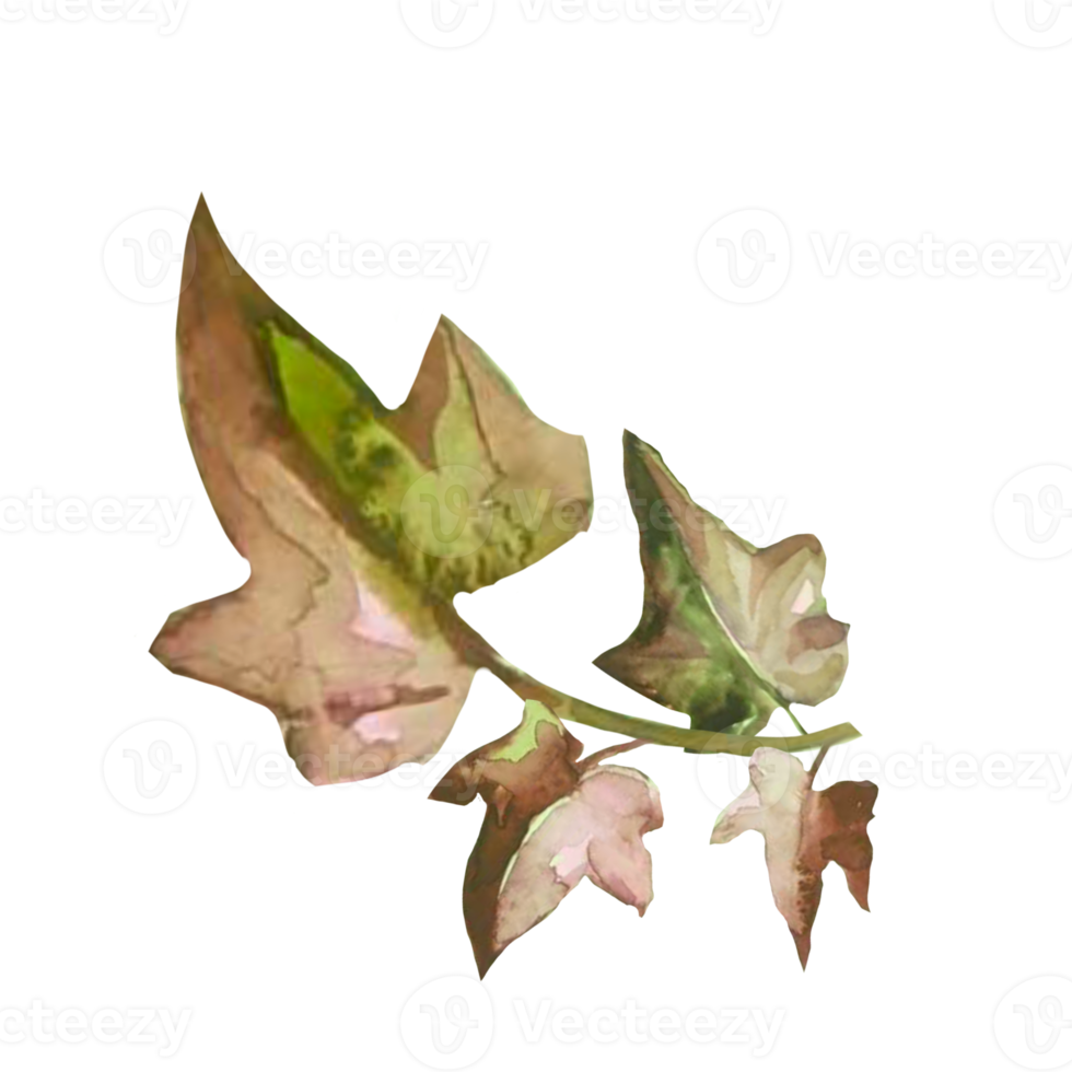 branch of withered autumn ivy watercolor png