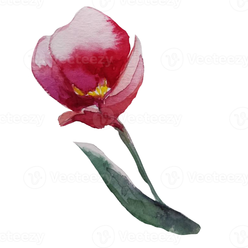 tulip flower watercolor illustration png