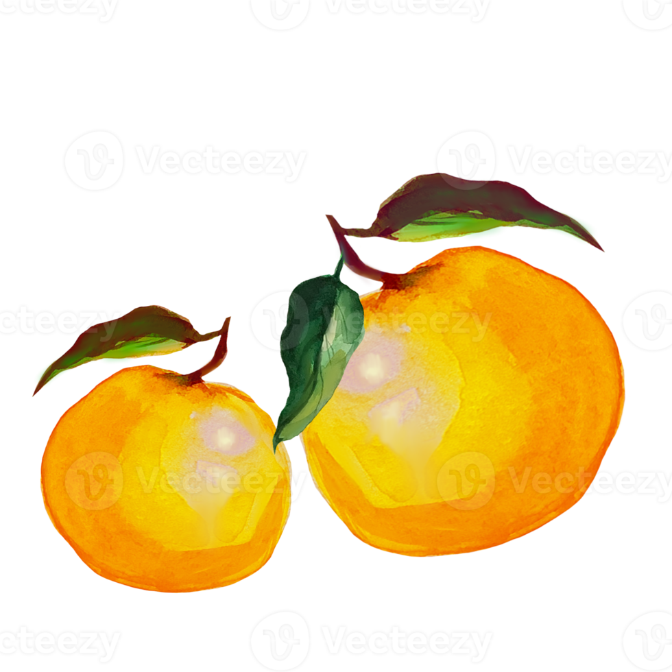 tangerine watercolor illustration 10856510 PNG