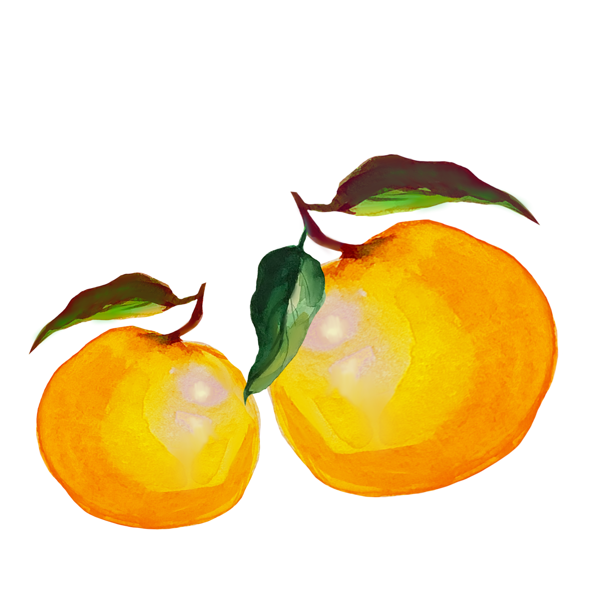 tangerine watercolor illustration 10856510 PNG