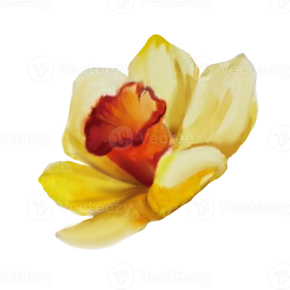 yellow daffodil flower watercolor illustration png