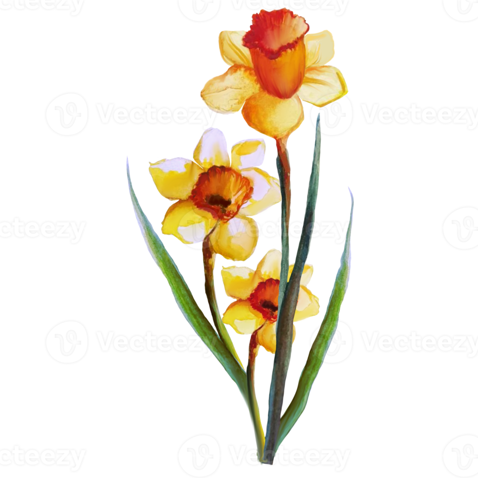 bouquet of flowers yellow narcissus watercolor illustration png