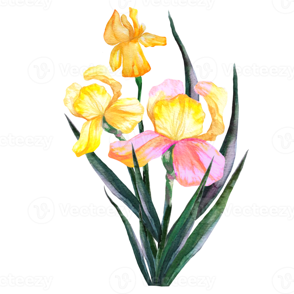 bouquet di iris acquerello png