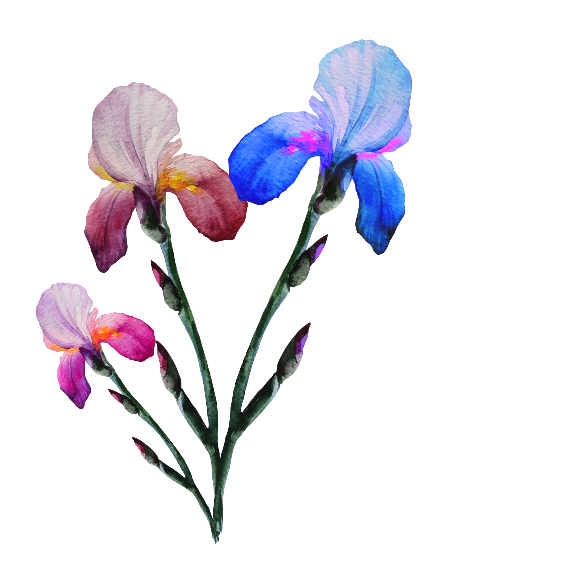 iris flowers illustration 10856519 PNG