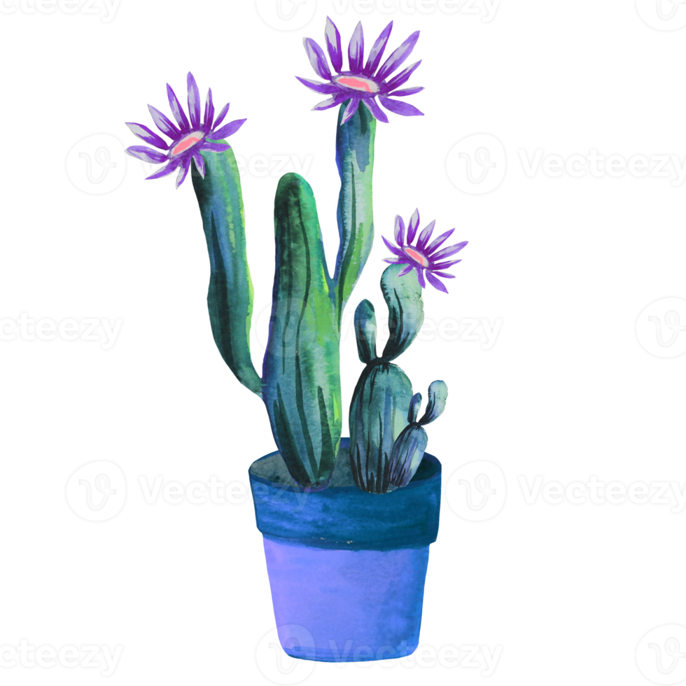 cactus en fleurs dans un pot png