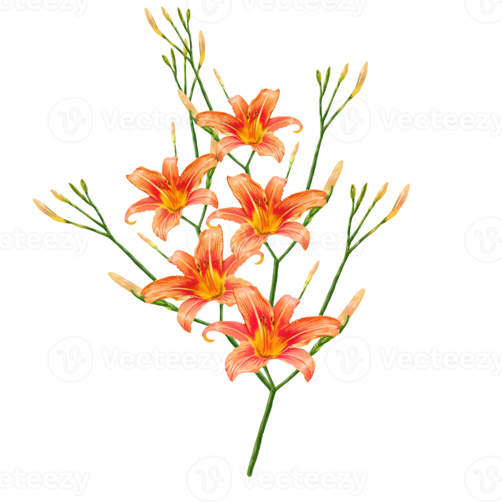 oranje lelie bloemen, daglelie illustratie png