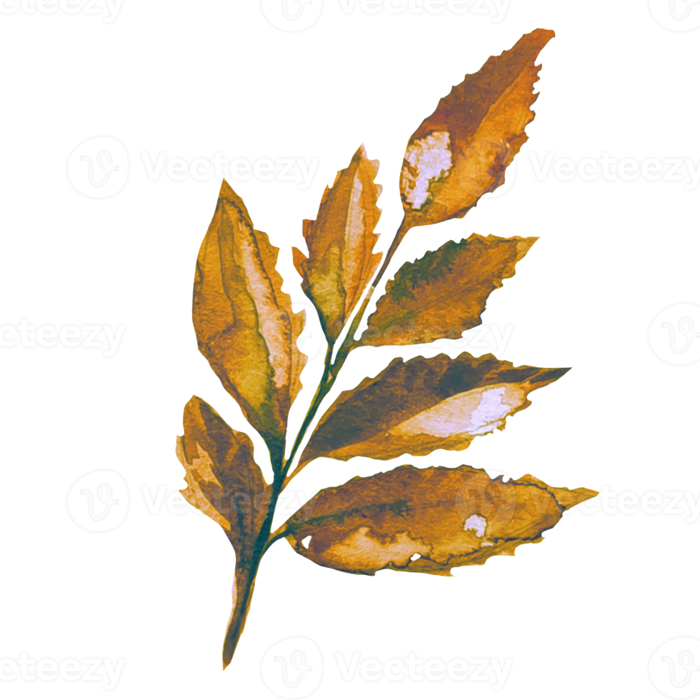 the leaves of a dead tree watercolor png