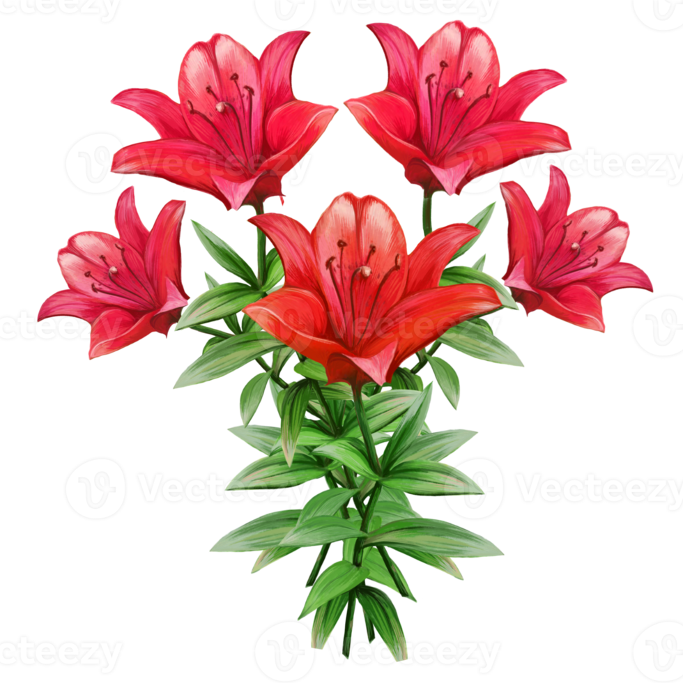 red lily flower bouquet illustration 10856533 PNG