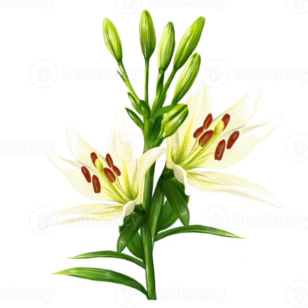 bouquet di fiori di giglio bianco, illustrazione daylily png