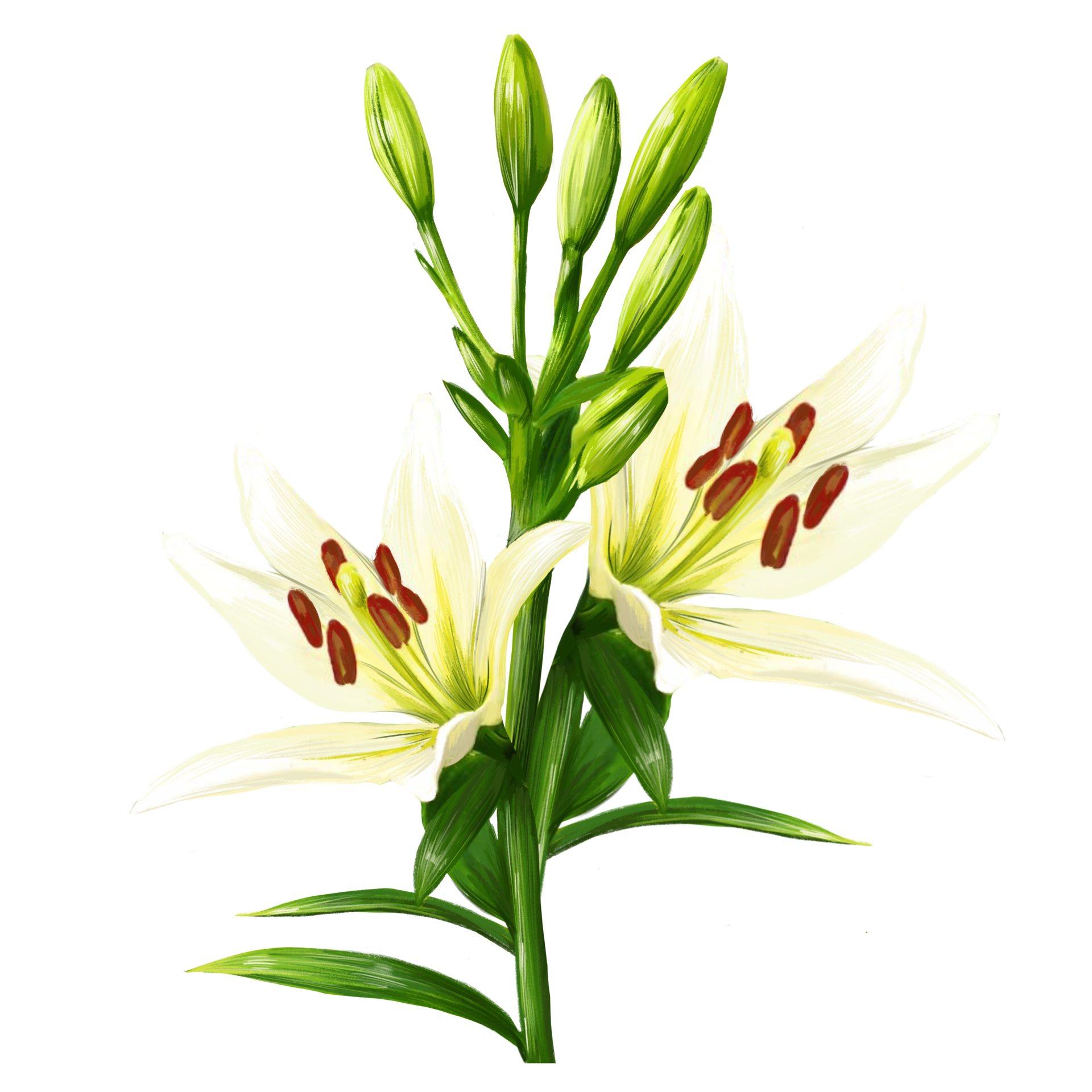 Bouquet Of White Lily Flowers Daylily Illustration 10856534 PNG bouquet-of-white-lily-flowers-daylily-illustration-10856534-png