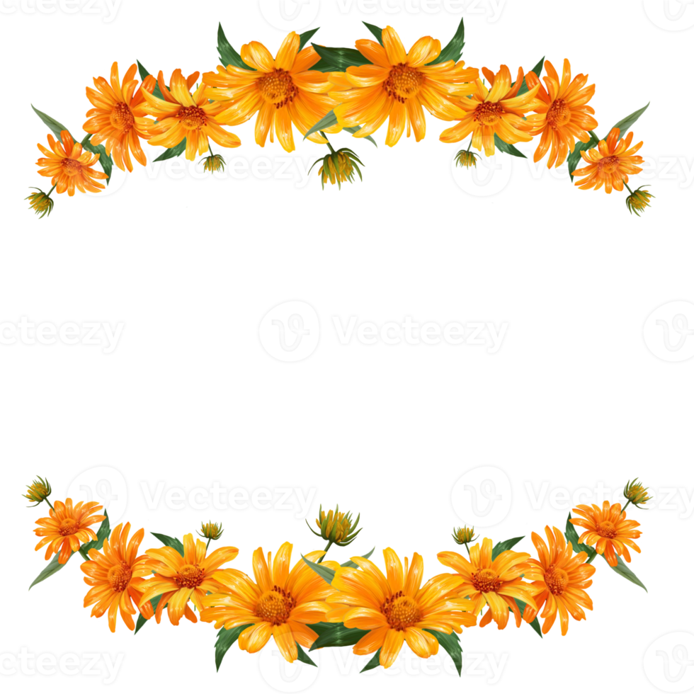 flower frame heliopsis illustration png