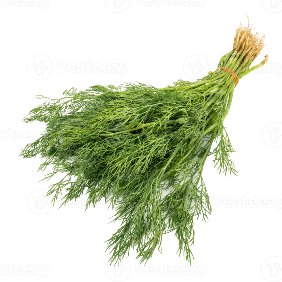 färsk grön dill anethum gravolens isolerat på de vit bakgrund png