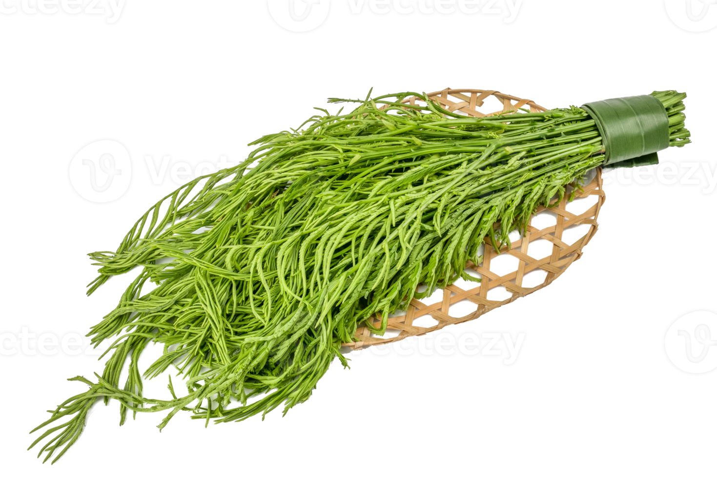 fres acacia pennata blad Senegalia pennata geïsoleerd Aan wit achtergrond png