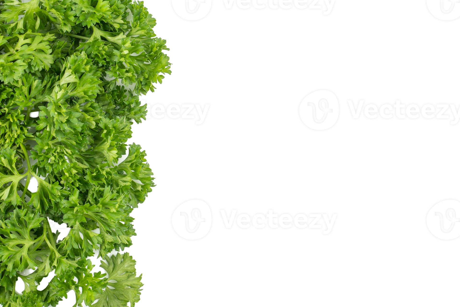 Fresh parsley green leaves Petroselinum crispum isolated on white