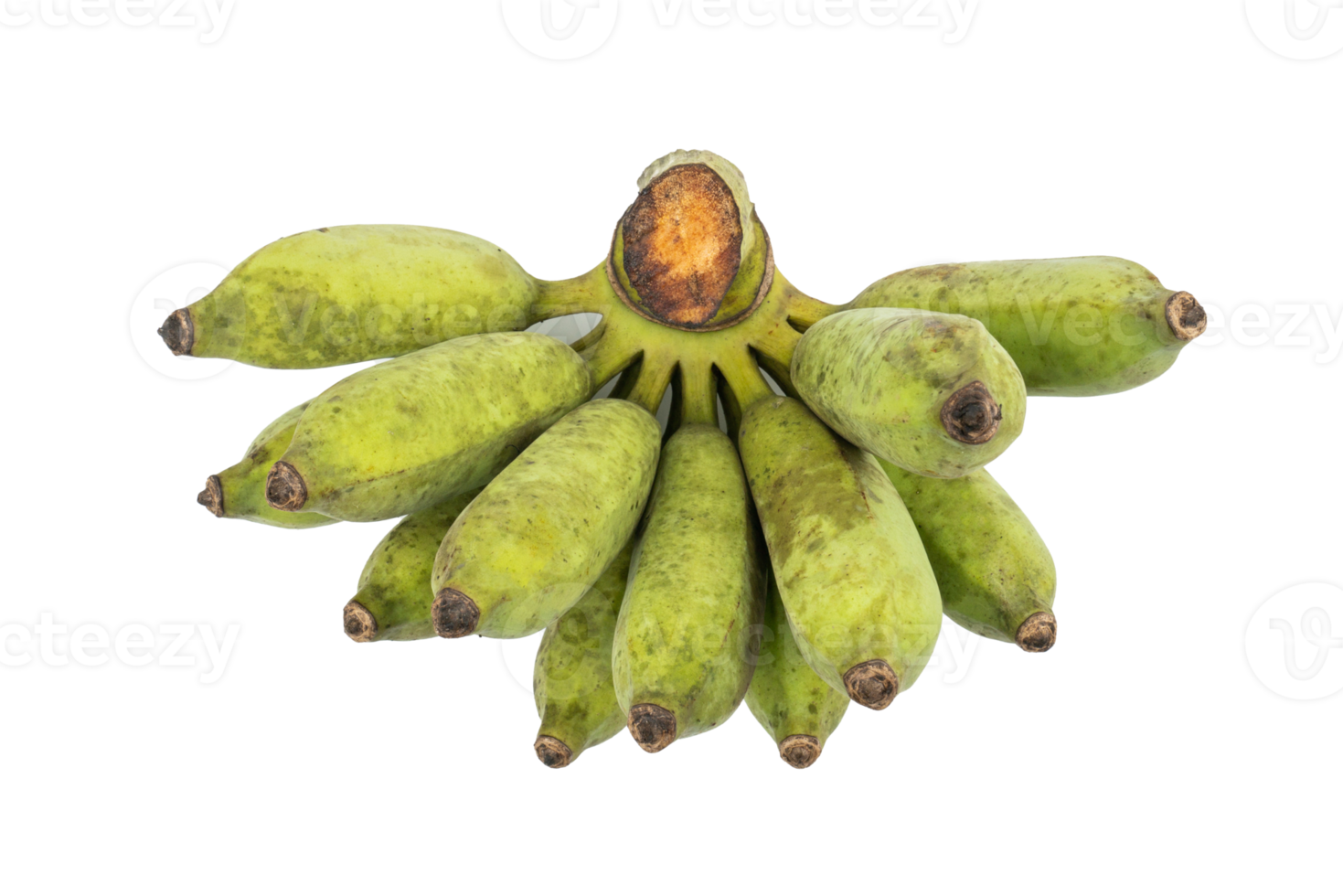 Bunch of organic raw green bananas. guineo, Musa acuminata isolated on white background. Tropical fruit Agriculture concept. png