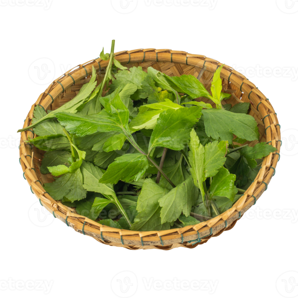 fresh green leaves White mugwort isolated on white background. herbal medicine inhibited or slowed growth of cancer cells Help prevent cancer png