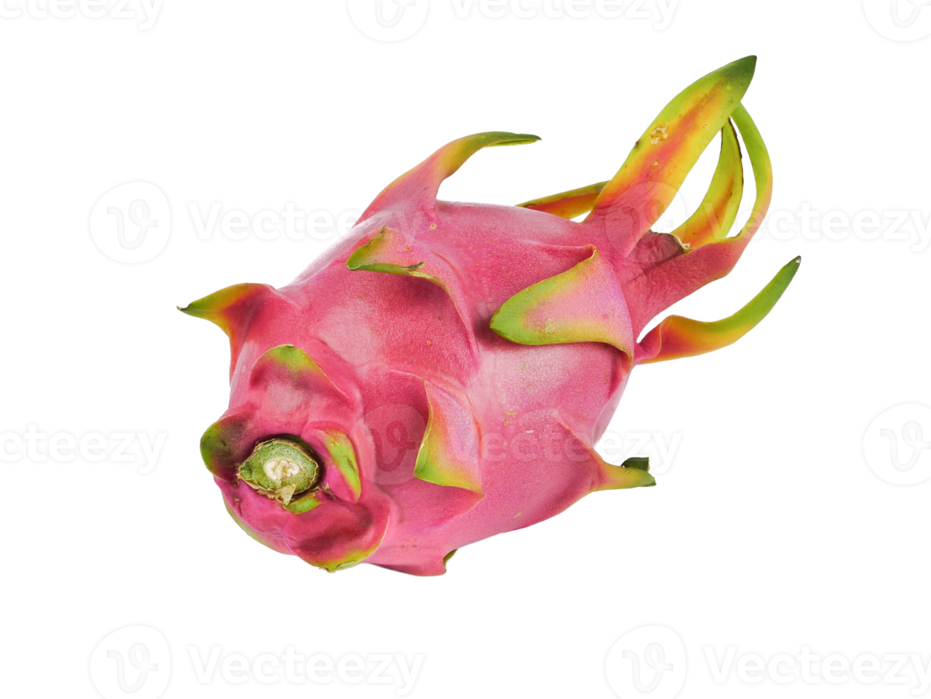 Ripe Dragon fruit,Pitaya or Pitahaya Hylocercus undatus Brit. Rose isolated on a white background, fruit healthy concept png