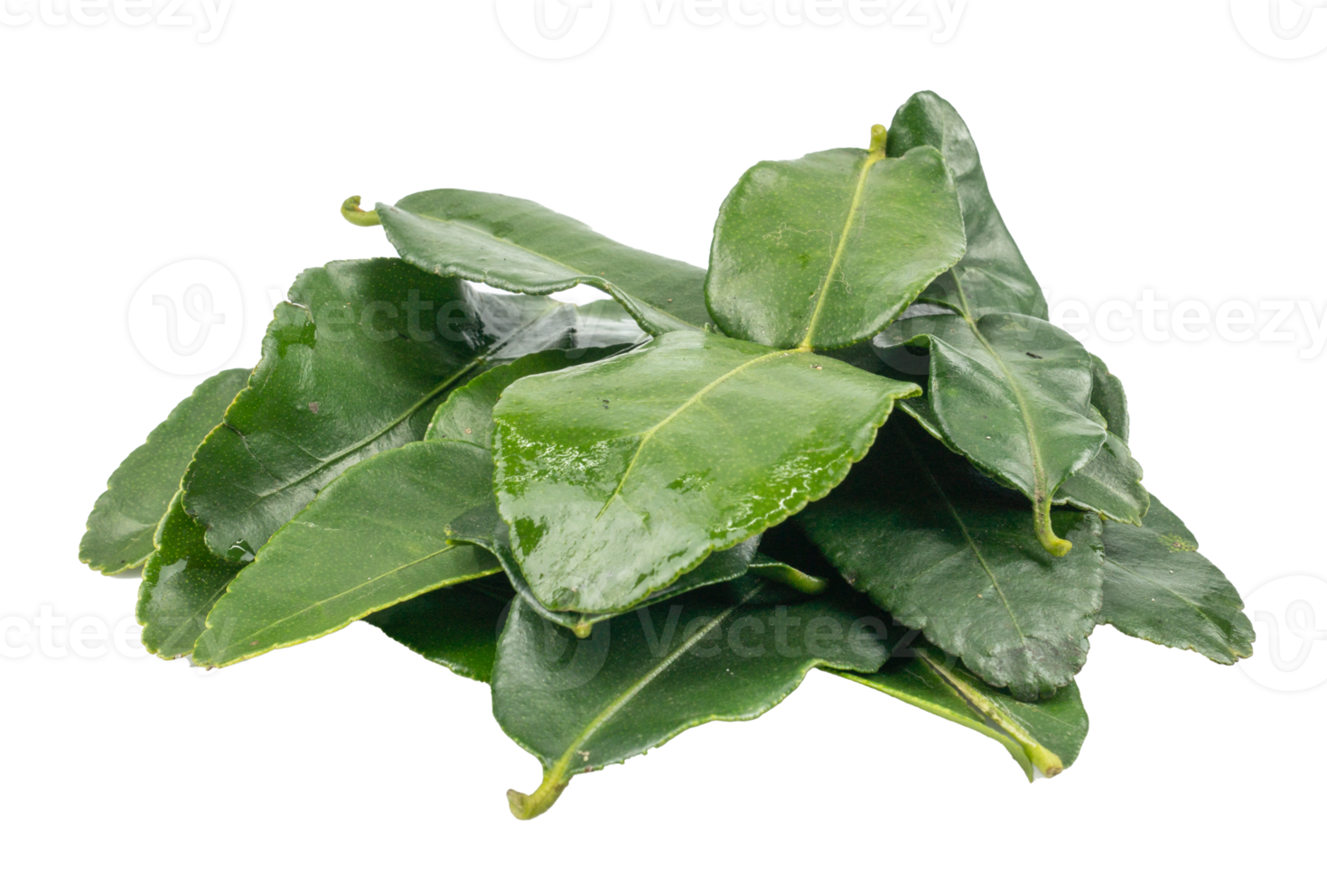 Bergamot leaf isolated on the white background. Herbs with Essential Oils Aromatherapy png