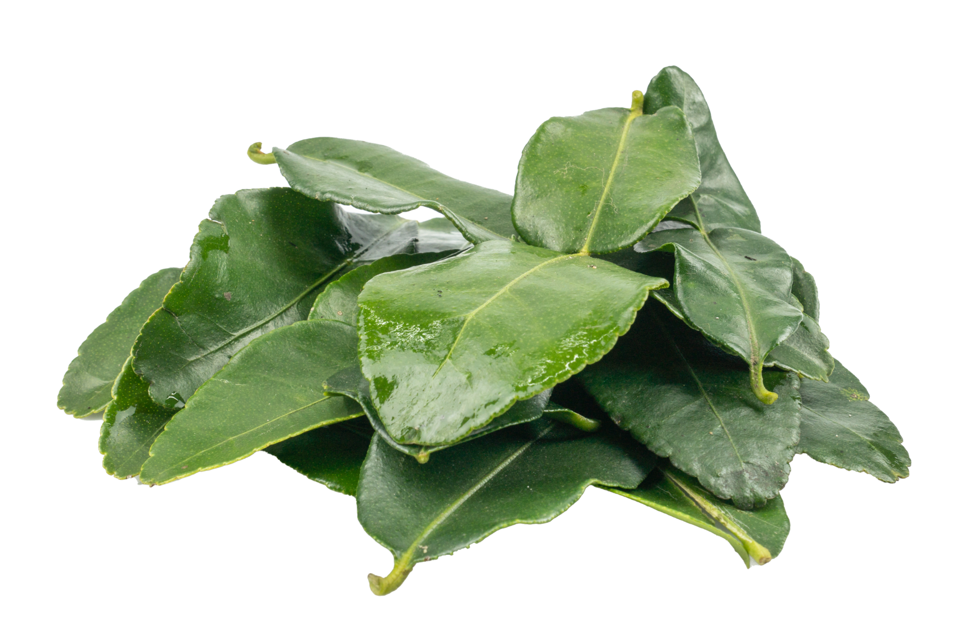 Bergamot Leaf Isolated On The White Background Herbs With Essential bergamot-leaf-isolated-on-the-white-background-herbs-with-essential