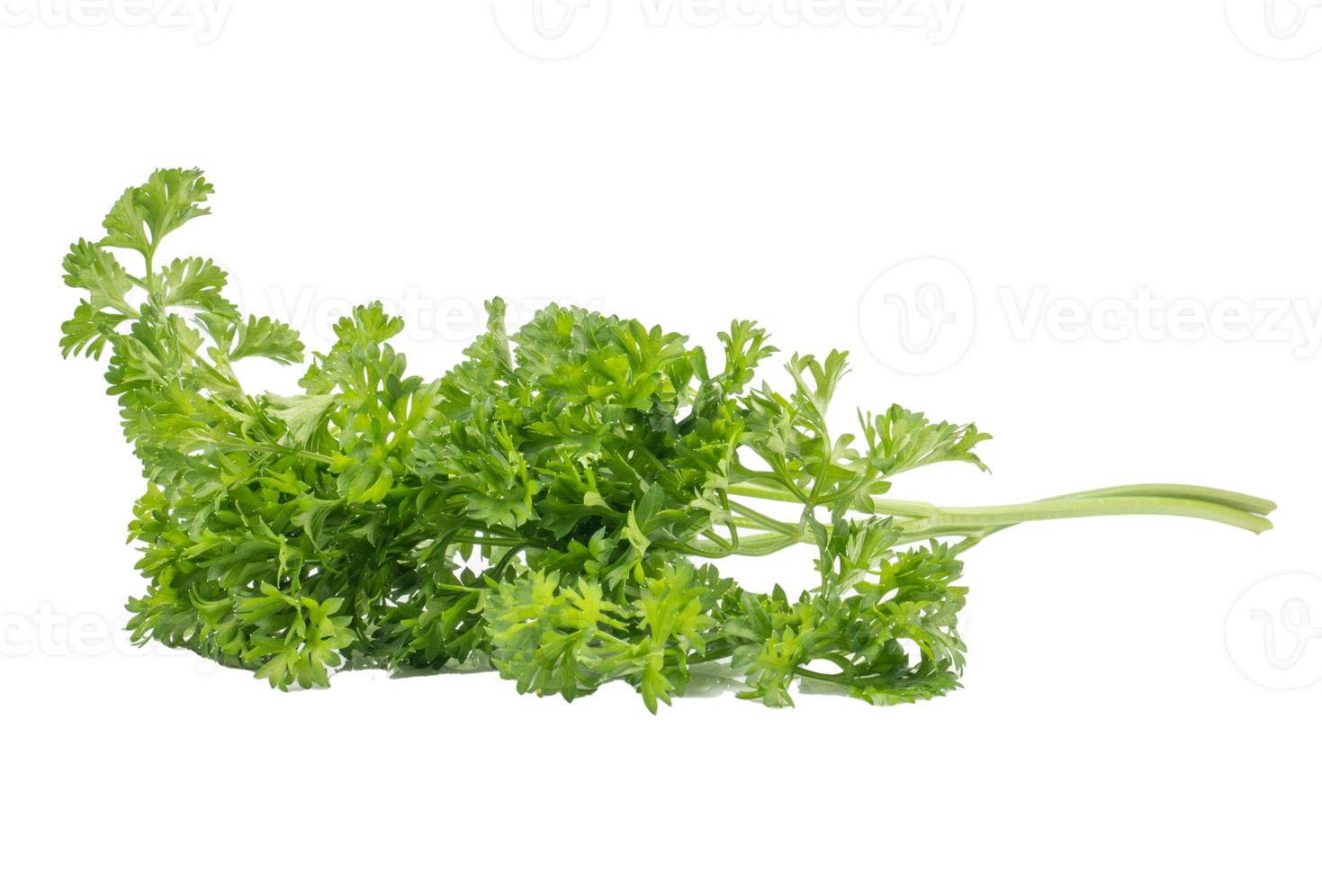 Fresh parsley green leaves Petroselinum crispum isolated on white background png