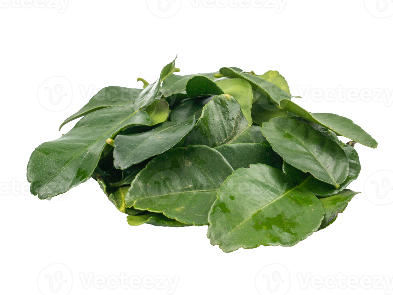 Bergamot leaf isolated on the white background. Herbs with Essential Oils Aromatherapy png
