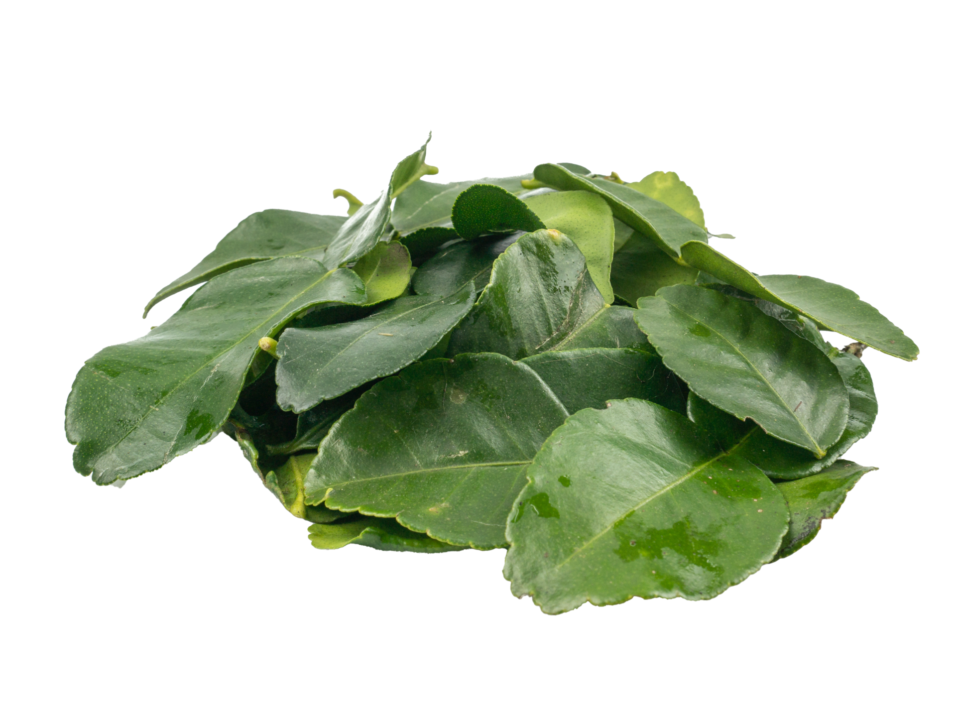 Bergamot Leaf Isolated On The White Background Herbs With Essential bergamot-leaf-isolated-on-the-white-background-herbs-with-essential