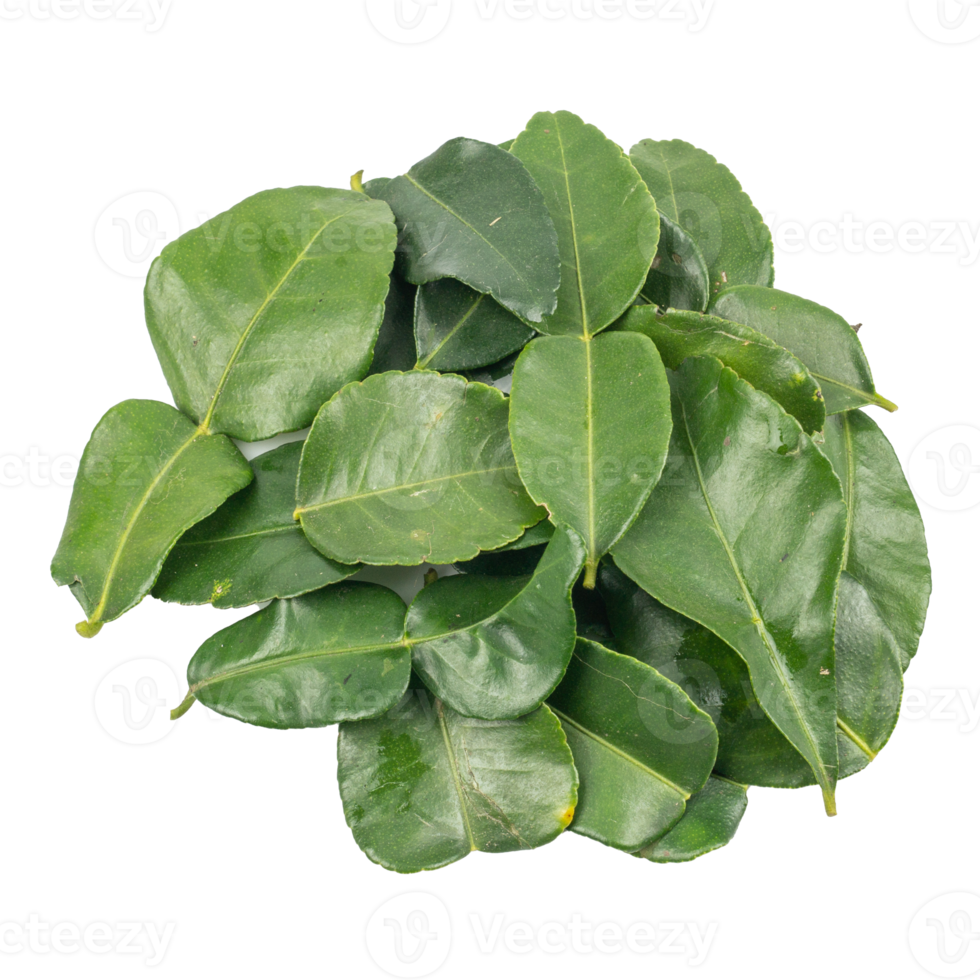 Bergamot leaf isolated on the white background. Herbs with Essential Oils Aromatherapy png