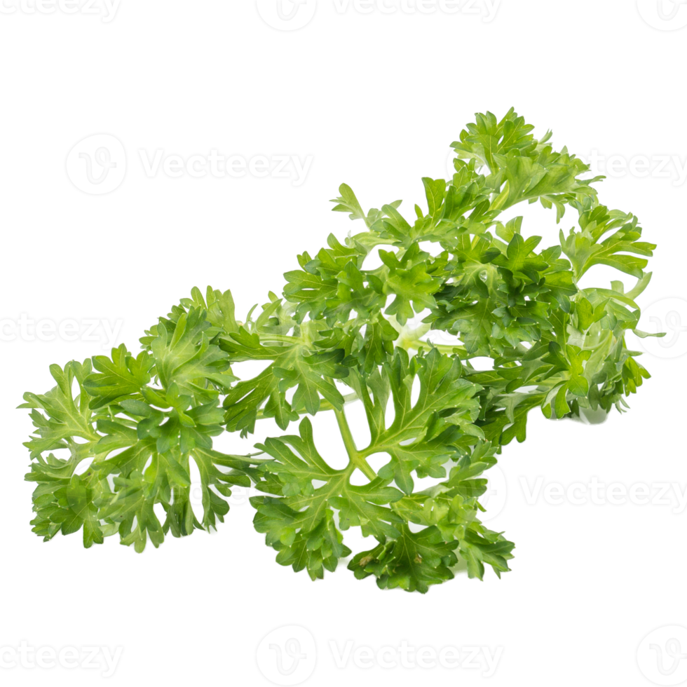 folhas verdes de salsa fresca petroselinum crispum isolado no fundo branco png