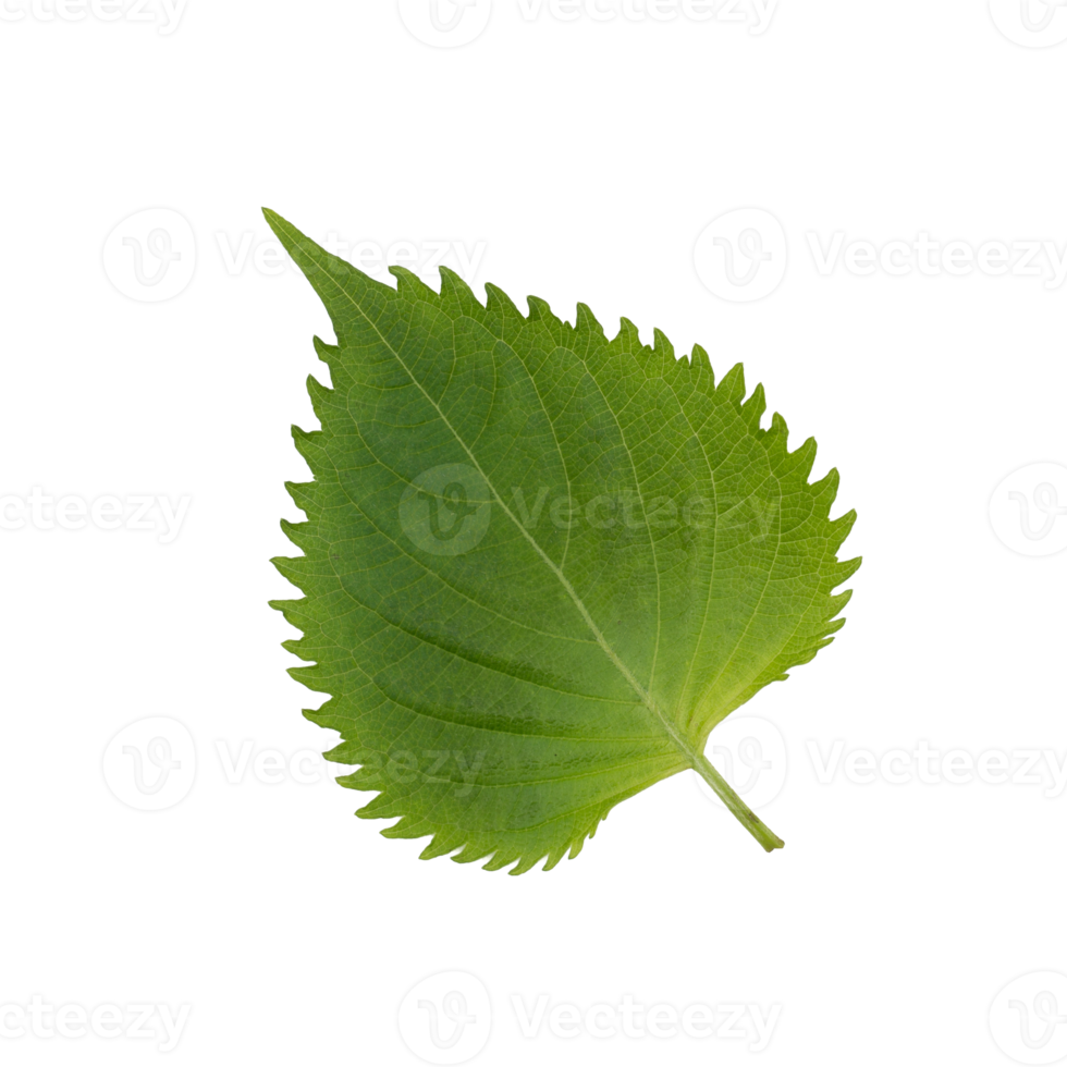 Feuille de shiso vert frais perilla frutescens ou oba isolé sur fond blanc png