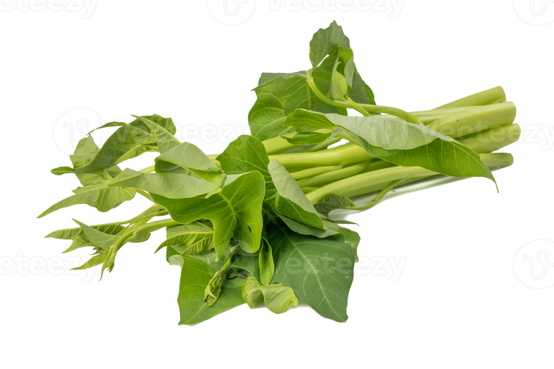 Water spinach, Kang Kong, Morning Glory, Water Convolvulus Ipomoea