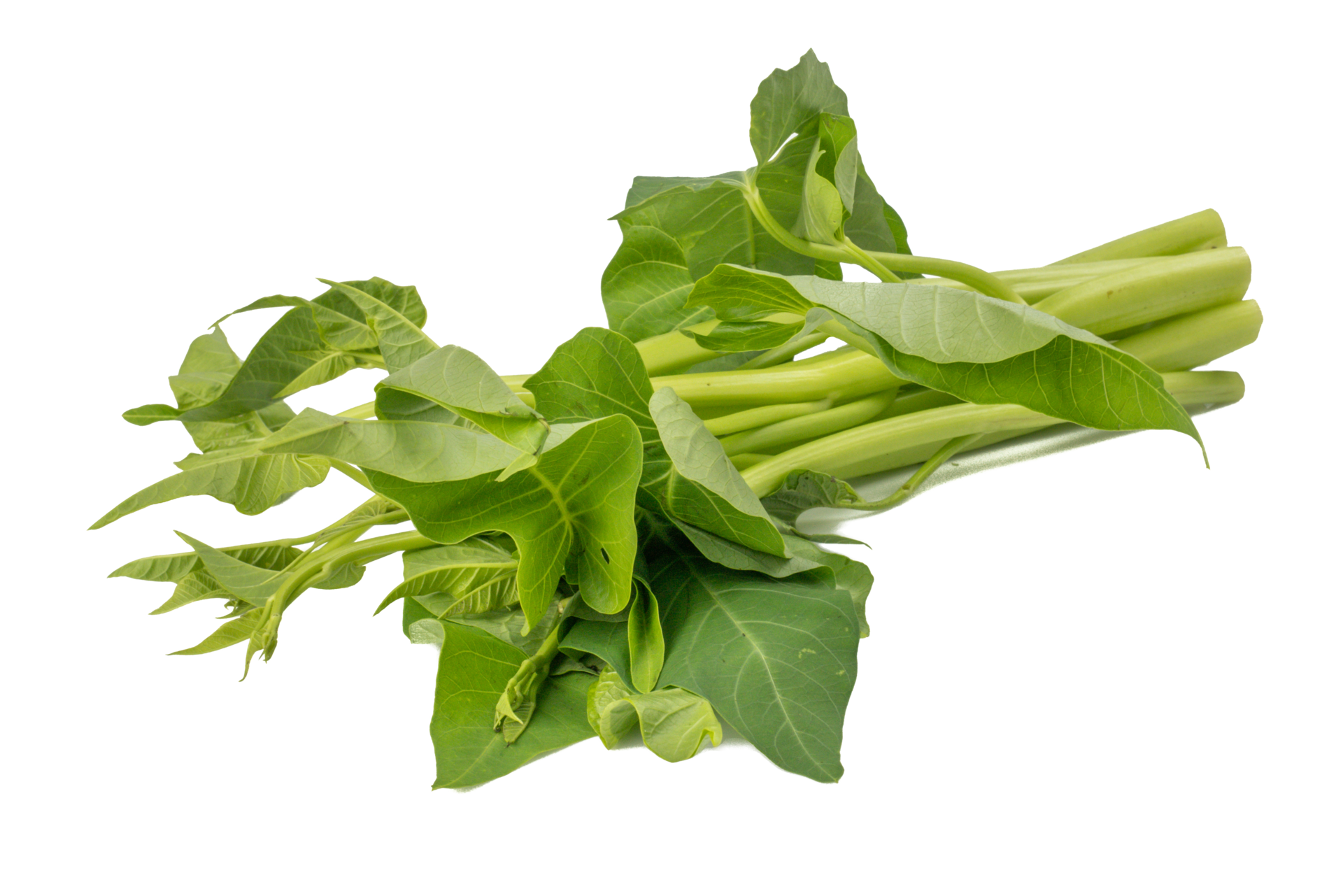 Wasserspinat, Kang Kong, Winde, Wasser Convolvulus Ipomoea Aquatica