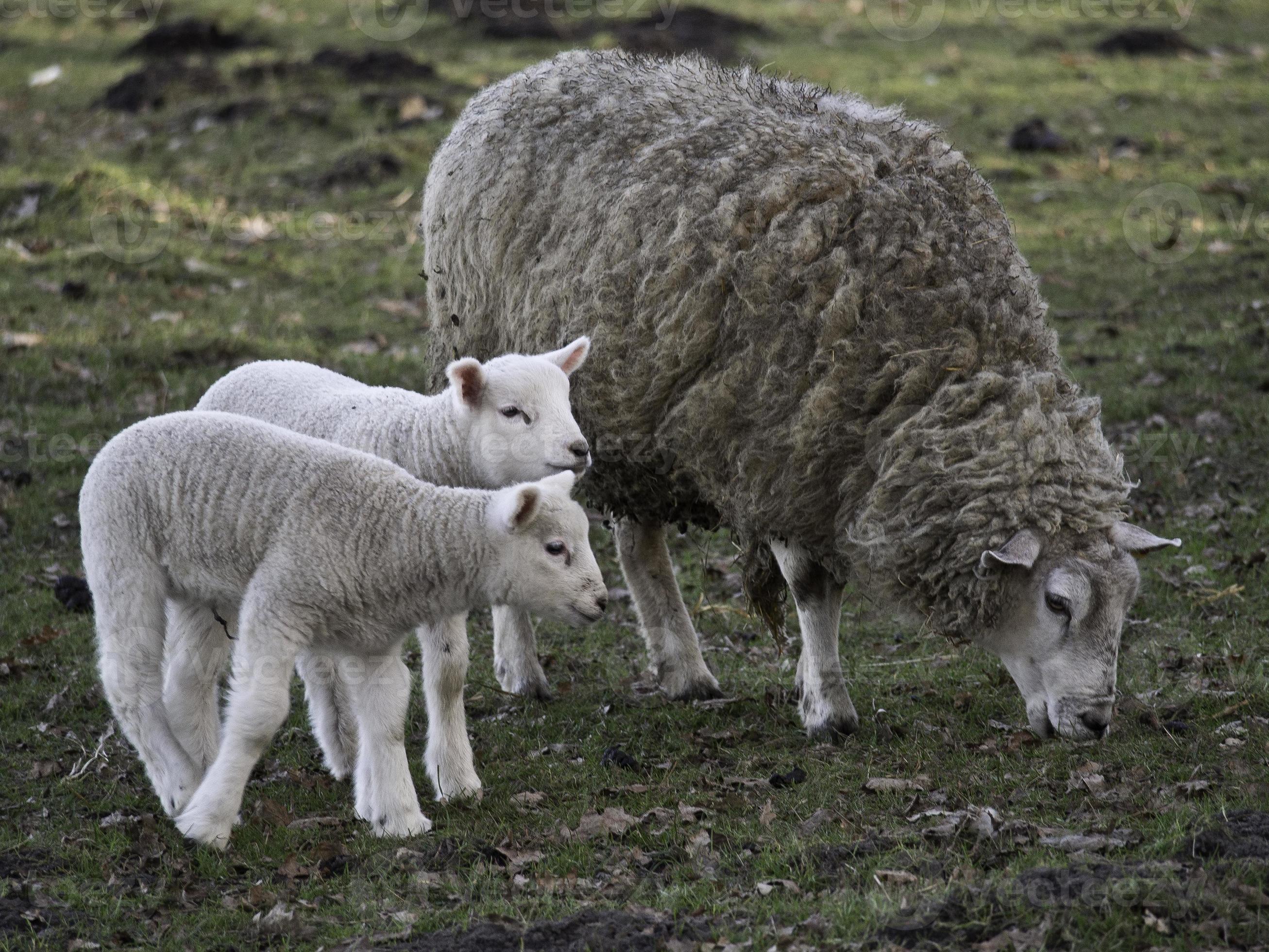 shheps and lambs in germany 10859503 Stock Photo at Vecteezy