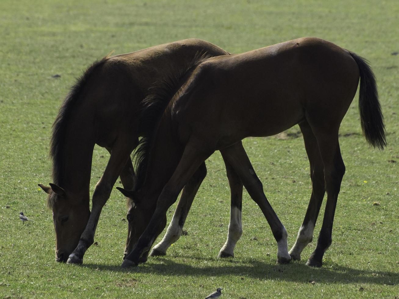 Horses and foals in germany photo