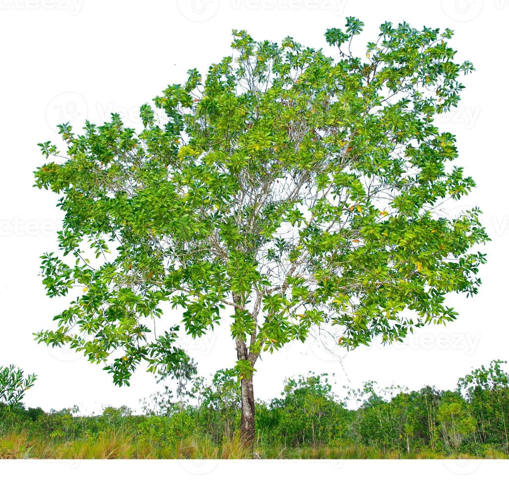 Eucalyptus trees that grow well in arid areas. Eucalyptus is a drought tolerant tree. photo
