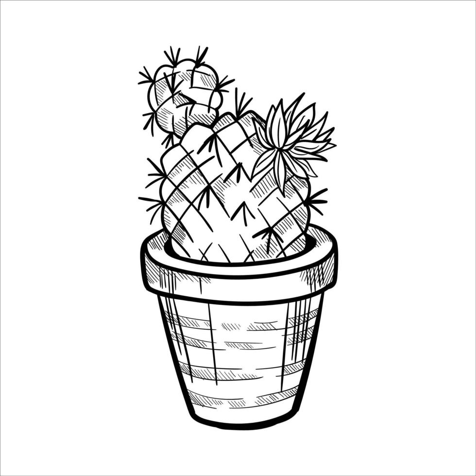 Cactus in flowerpots. Outline hand drawn sketch vector