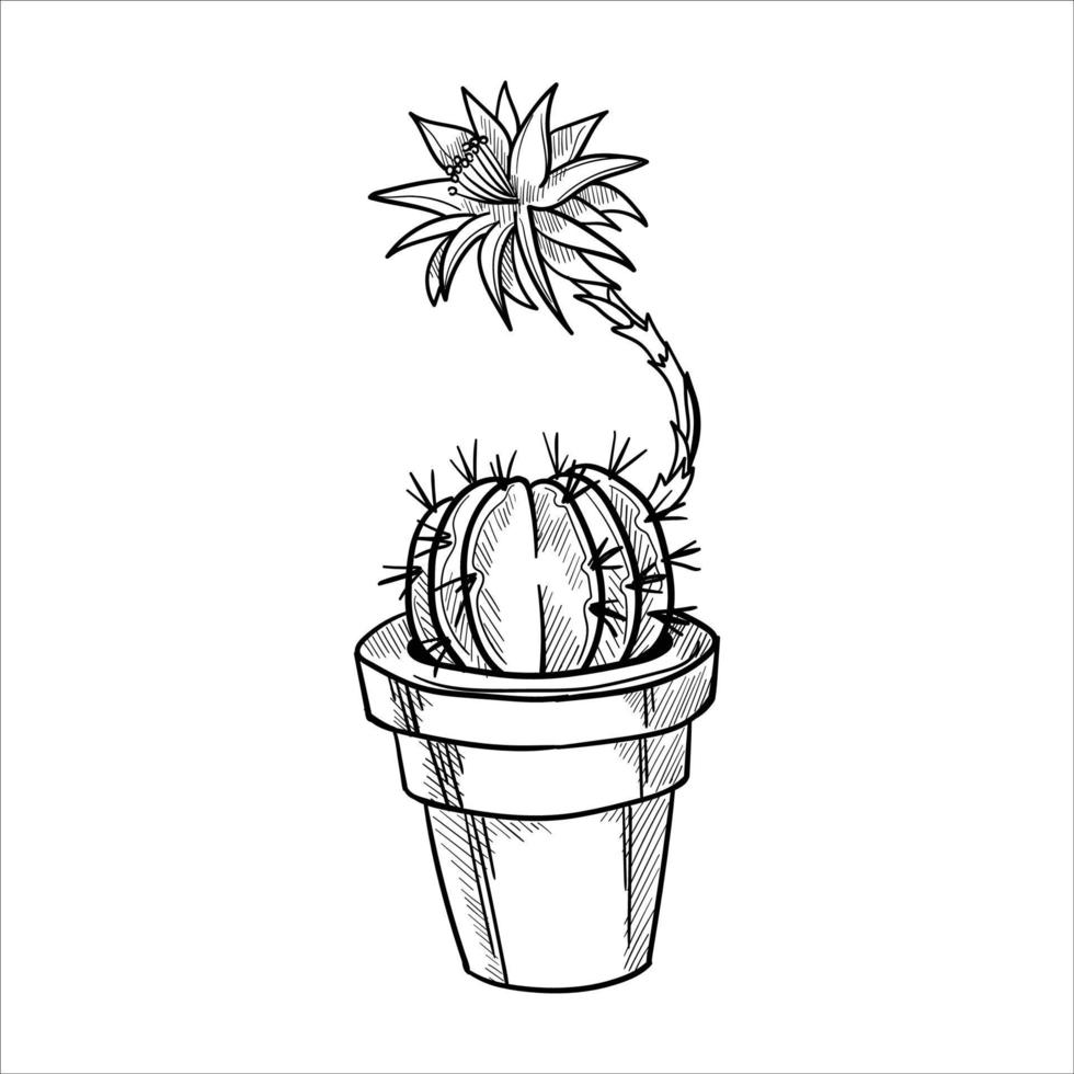 Cactus in flowerpots. Outline hand drawn sketch vector