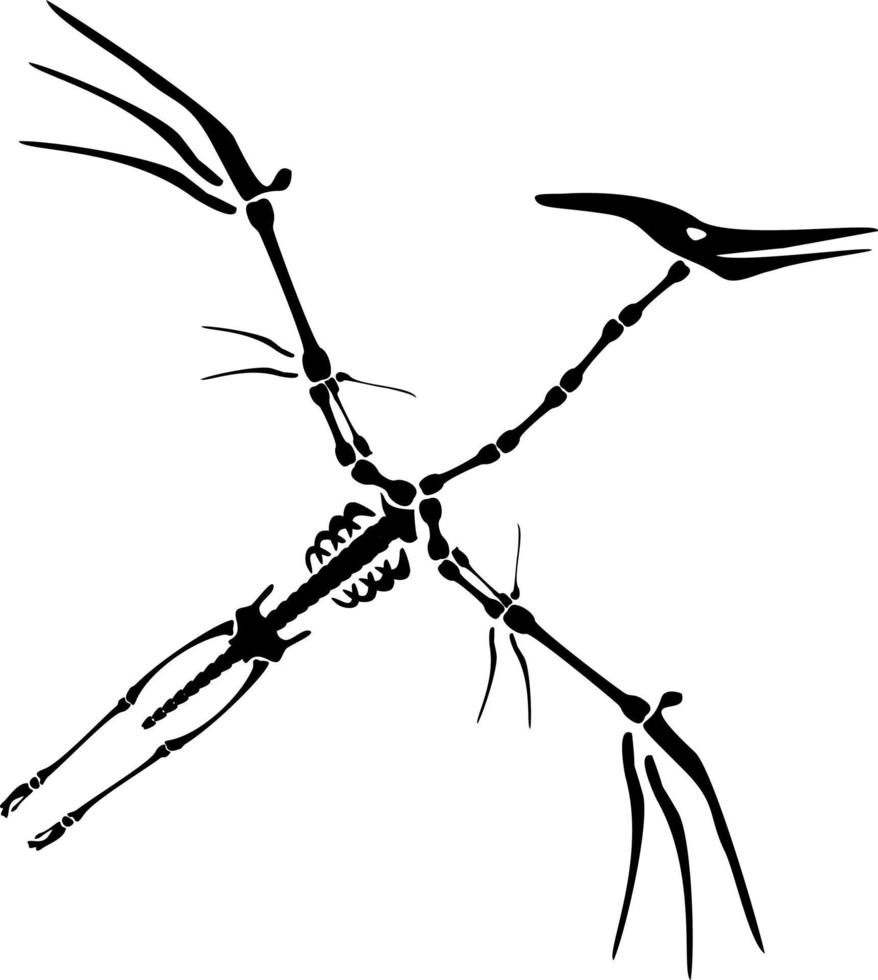 Vector Dinosaur Pterodactyl Skeleton. Primeval fauna, Cretaceous Period. Huge zhenyuanopterus theropod. Flying pterosaur or pterodactyl dino