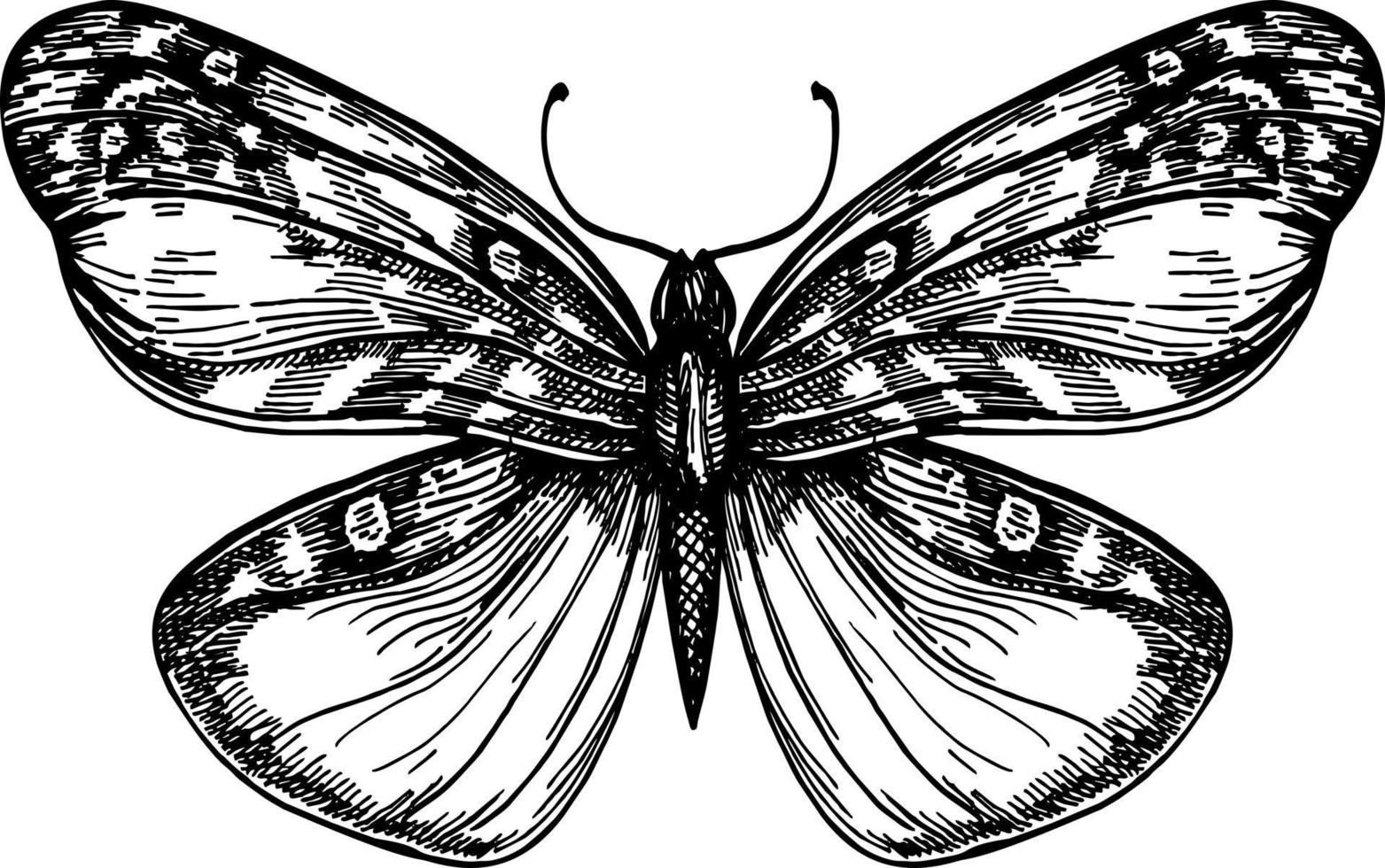 Butterfly with open wings top view, the symmetrical drawing graphics sketch. Freehand linear black ink hand drawn logo in art retro scribble design style pen on paper. Engraving, ink, line art, vector