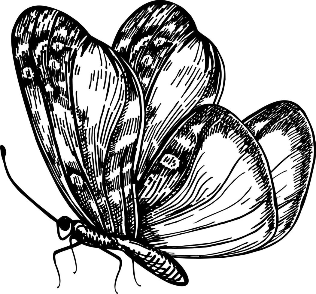 Butterfly, sketch vector graphics black and white drawing