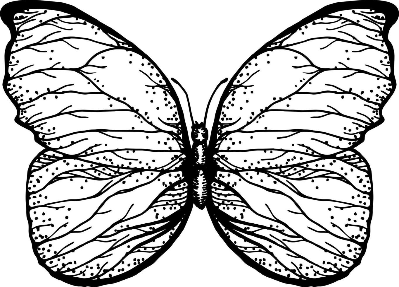 Butterfly with open wings top view, the symmetrical drawing graphics sketch. Freehand linear black ink hand drawn logo in art retro scribble design style pen on paper. Engraving, ink, line art, vector