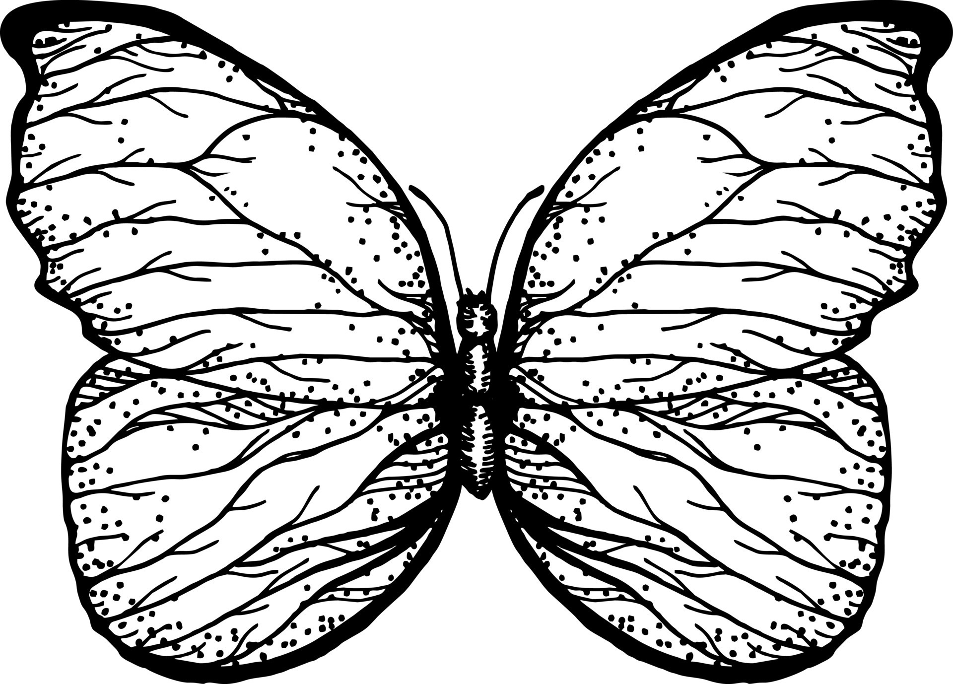 Butterfly with open wings top view the symmetrical drawing graphics Butterfly with open wings top view the symmetrical drawing graphics